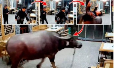 Impfizi yari igiye kubagwa icika ibagiro maze ijya kwihorera ku bantu