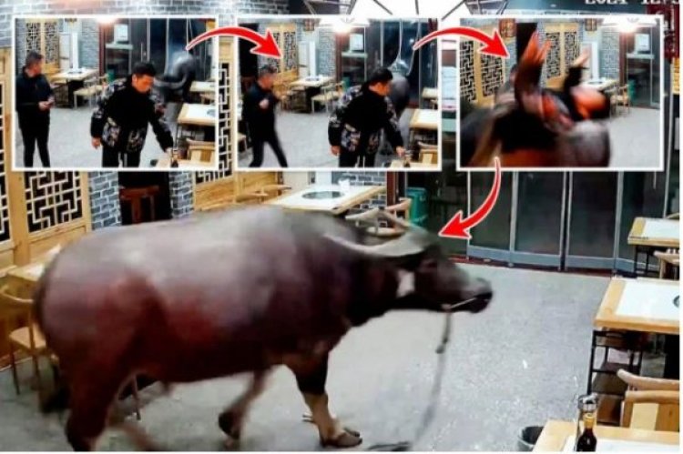 Impfizi yari igiye kubagwa icika ibagiro maze ijya kwihorera ku bantu