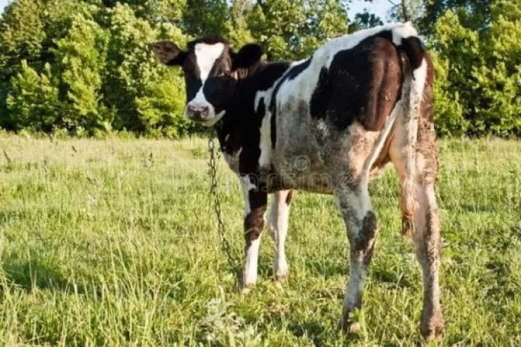 Umugore yanze gutera akabariro n'umugabo we asimbuzwa inka