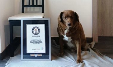 Ya mbwa ikuze kurusha izindi ku Isi yagize isabukuru imyaka 31