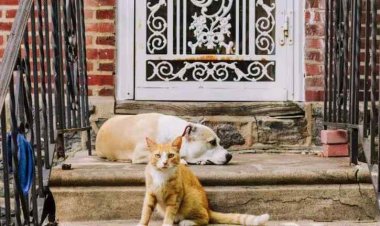 Yateye utwatsi abana be imitungo ye yose ayiraga imbwa n'injangwe