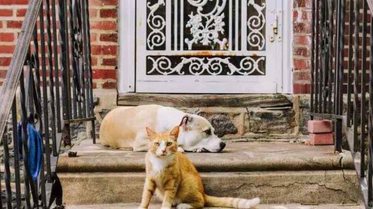 Yateye utwatsi abana be imitungo ye yose ayiraga imbwa n'injangwe