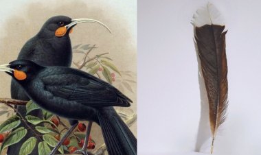 Ibaba ry'inyoni ryagurishijwe arenga miliyoni 37frw