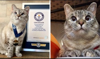 Menya byishi kuri Nala injangwe y'icyamamare kurusha izindi ku isi