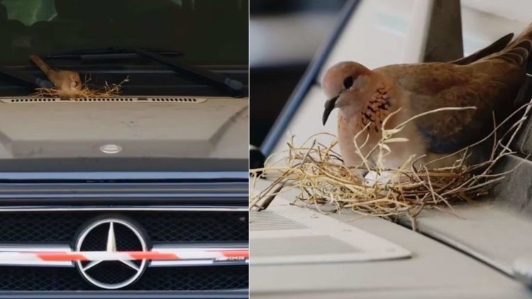 Yaretse gutwara imodoka ye ya miliyoni zirenga 262 kubera inyoni yari yayaritseho