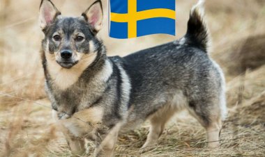 Muri Sweden nta muntu wemerewe gusiga imbwa ye iri yonyine amasaha arenze atandatu