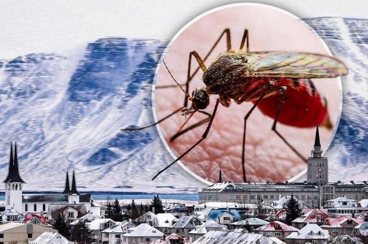 Dore impamvu nta mubu ubarizwa muri Iceland